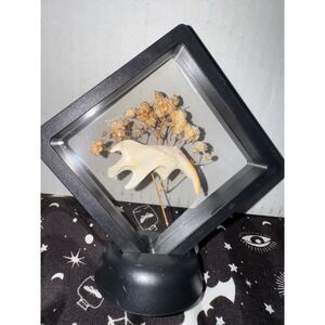 Muskrat jaw‎ floating frame taxidermy oddities art